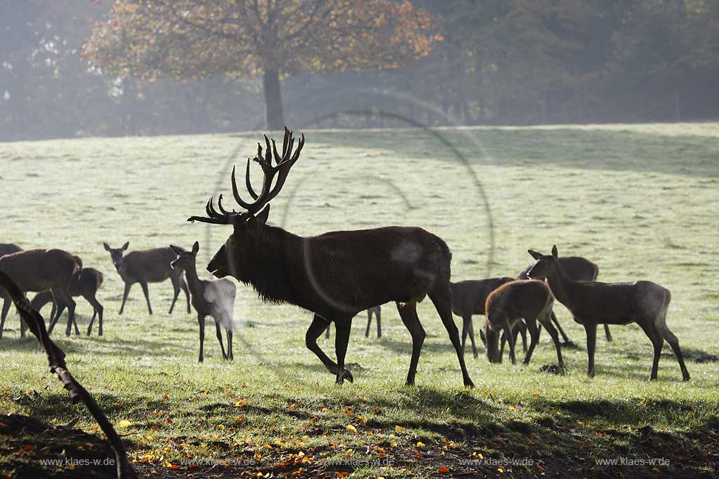 Arnsberg Vosswinkel Hirschbrunft im Wildwald Vowinkel in den frhen Morgenstunden