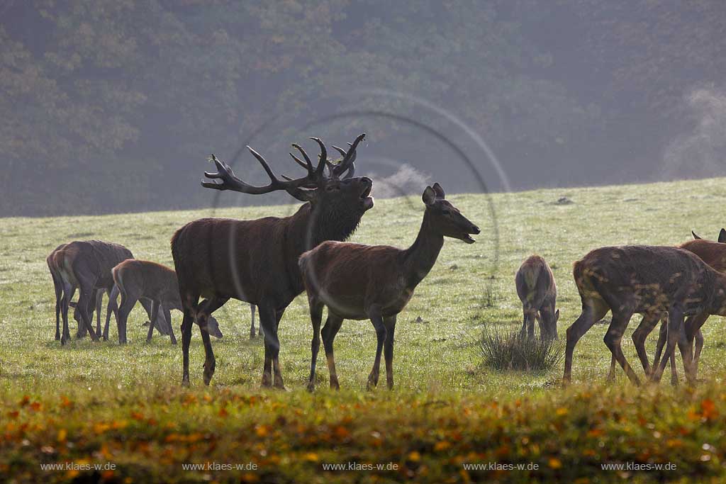 Arnsberg Vosswinkel Hirschbrunft im Wildwald Vowinkel in den frhen Morgenstunden