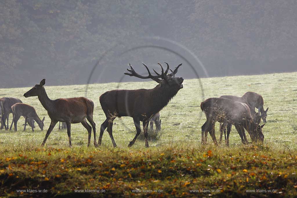 Arnsberg Vosswinkel Hirschbrunft im Wildwald Vowinkel in den frhen Morgenstunden