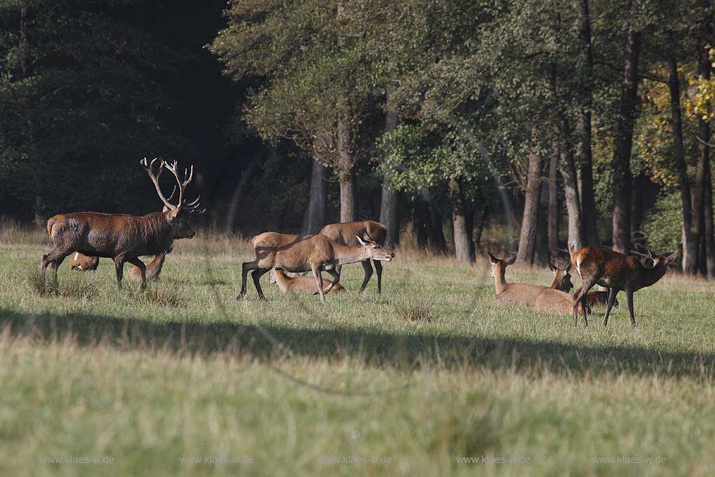 Arnsberg Vosswinkel Hirschbrunft im Wildwald Vowinkel in den frhen Morgenstunden