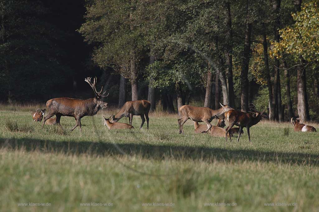 Arnsberg Vosswinkel Hirschbrunft im Wildwald Vowinkel in den frhen Morgenstunden