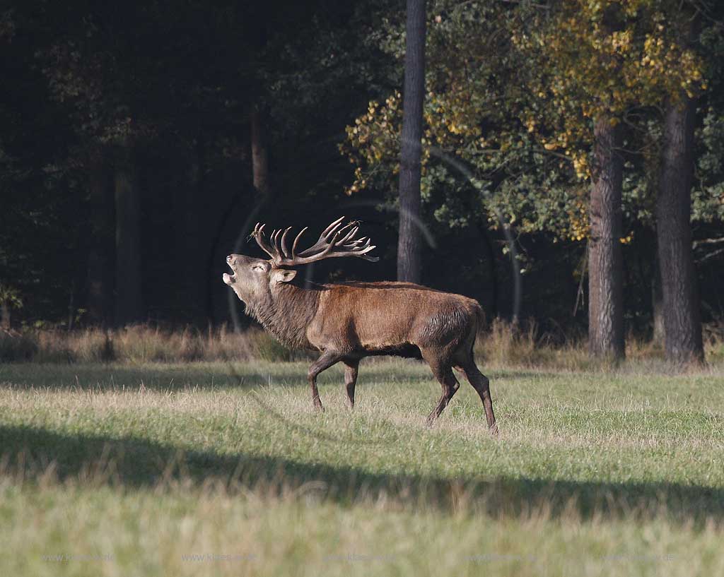 Arnsberg Vosswinkel Hirschbrunft im Wildwald Vowinkel in den frhen Morgenstunden