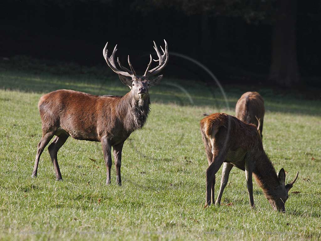 Arnsberg Vosswinkel Hirschbrunft im Wildwald Vowinkel in den frhen Morgenstunden