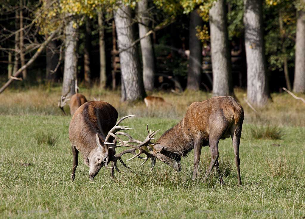 Arnsberg Vosswinkel Hirschbrunft im Wildwald Vowinkel in den frhen Morgenstunden