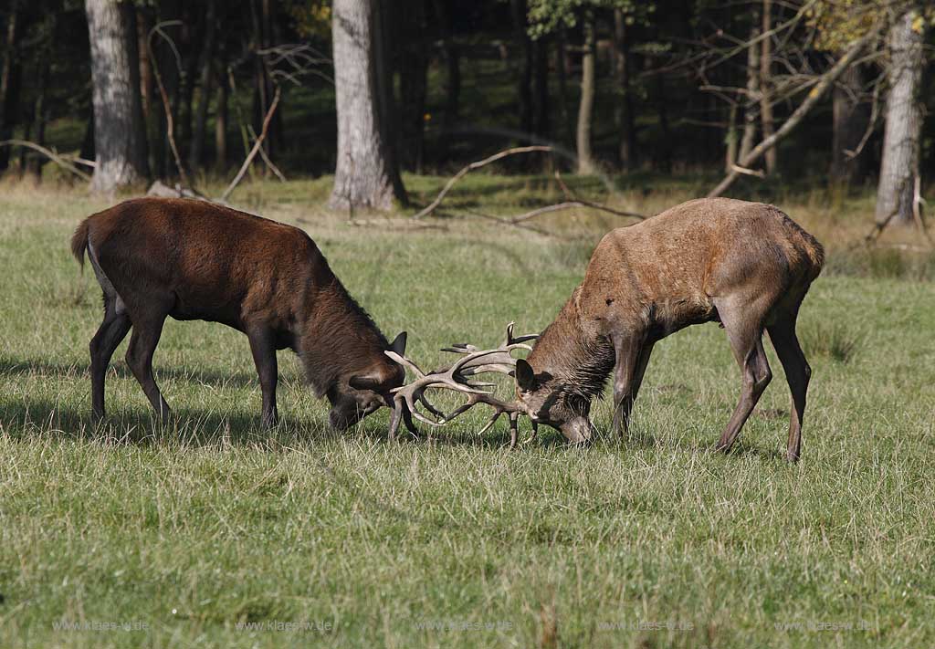 Arnsberg Vosswinkel Hirschbrunft im Wildwald Vowinkel in den frhen Morgenstunden