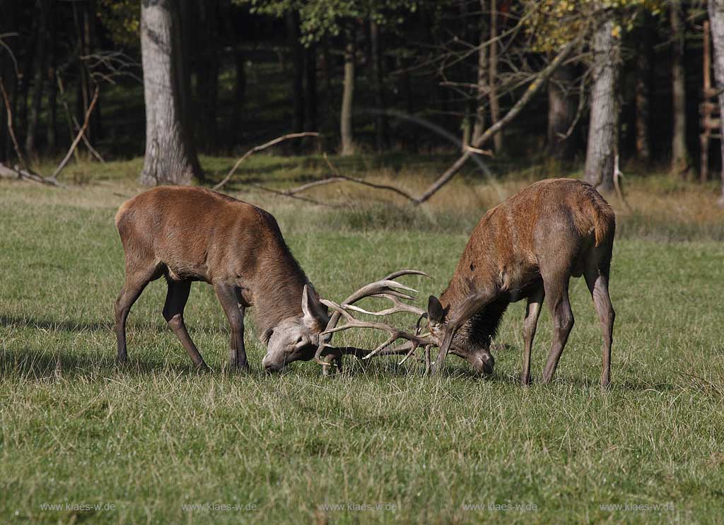 Arnsberg Vosswinkel Hirschbrunft im Wildwald Vowinkel in den frhen Morgenstunden