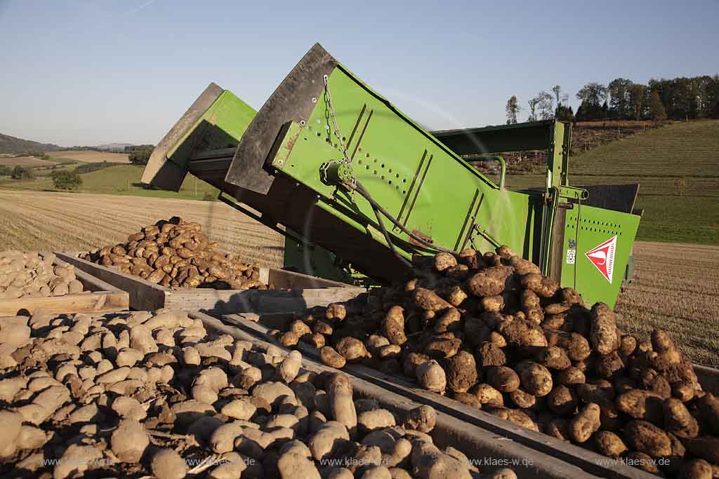Balve, Gutshof Benkamp, Blick auf Acker mit Traktor bei Kartoffelernte, Sauerland