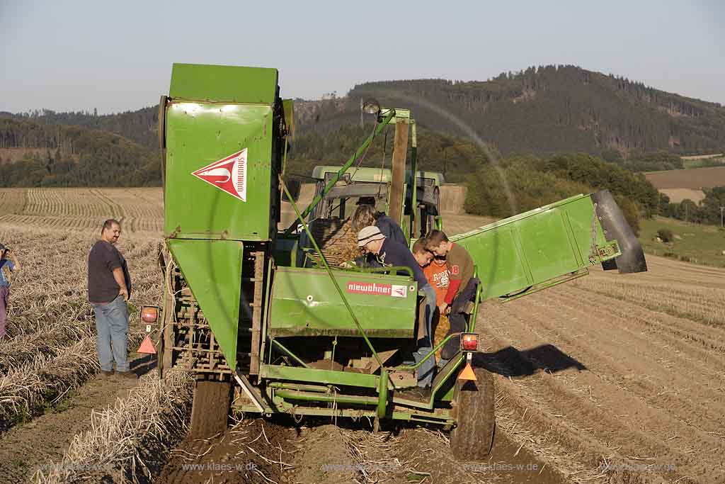 Balve, Gutshof Benkamp, Blick auf Acker mit Traktor bei Kartoffelernte, Sauerland