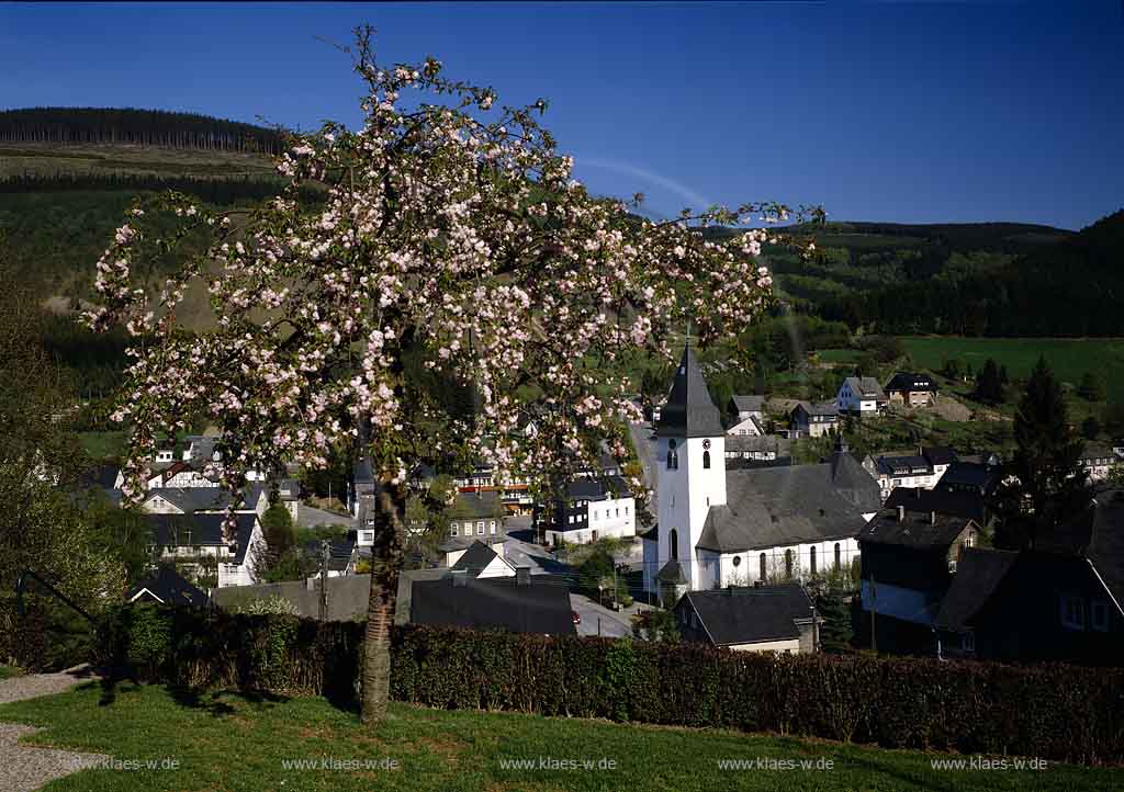 Bestwig, Ramsbeck, Hochsauerlandkreis, Blick auf Ort mit Kirschbaum, Sauerland