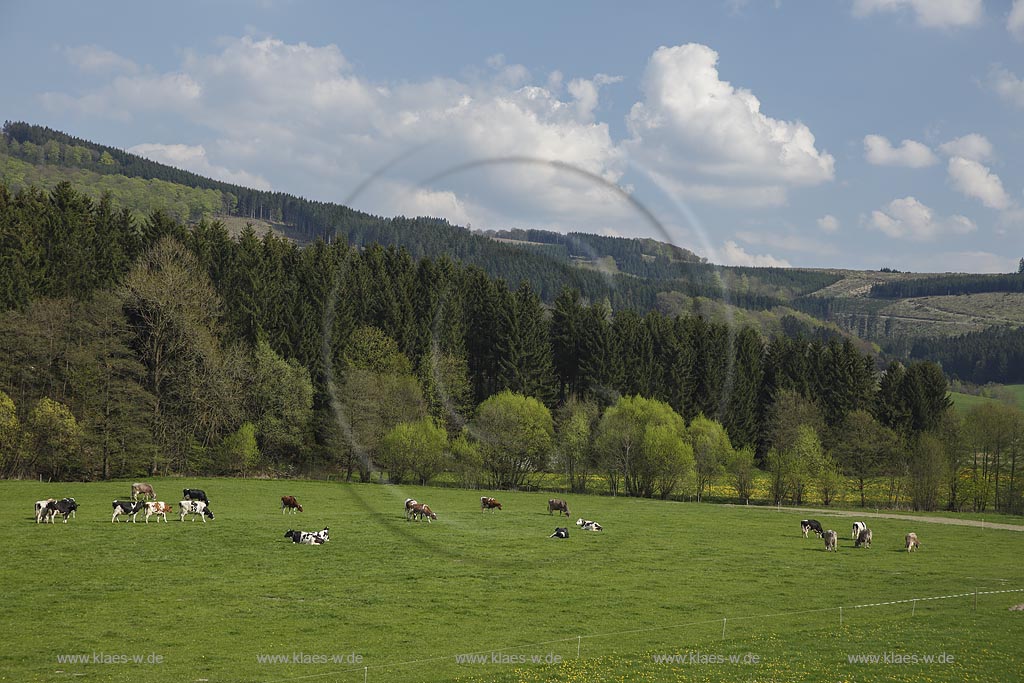 Eslohe Nichtinghausen, Kuehherde in Fruehlingslandschaft auf Weide, Schwarzbunte und Rotbunte; Eslohe Nichtinghausen, cows on a meadow in spring.