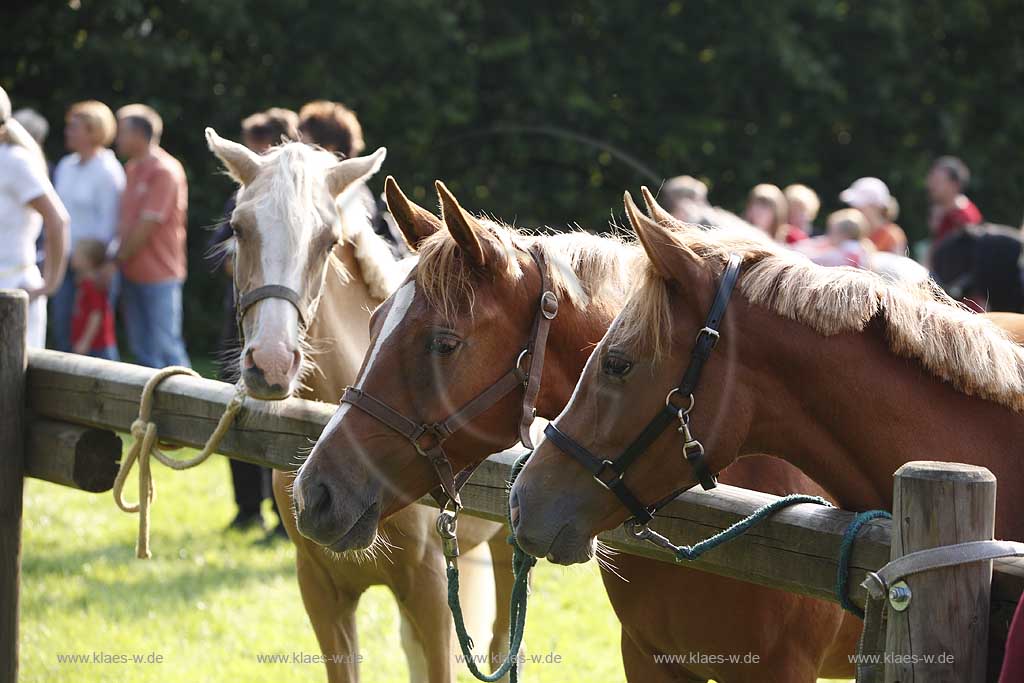 Eslohe, Reiste, Hochsauerlandkreis, Reister Markt, Tierschau, Pferde, Warmblut, Warmblter, Warmblueter, Sauerland