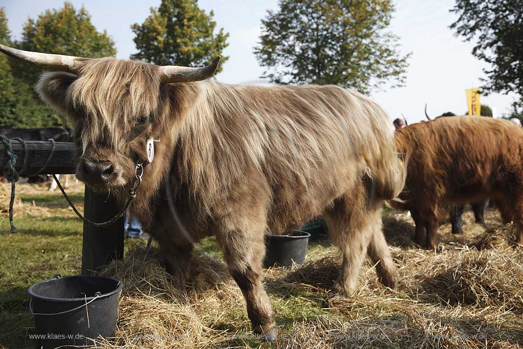 Eslohe, Reiste, Hochsauerlandkreis, Reister Markt, Tierschau, Highland Rind, Sauerland