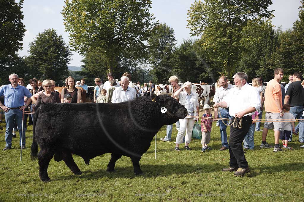 Eslohe, Reiste, Hochsauerlandkreis, Reister Markt, Tierschau, Bulle, Welsh black, Sauerland