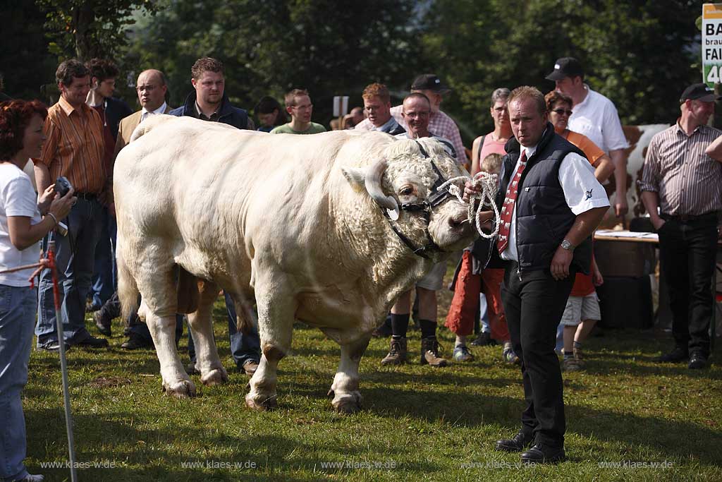 Eslohe, Reiste, Hochsauerlandkreis, Reister Markt, Tierschau, Charolais Bulle, Sauerland