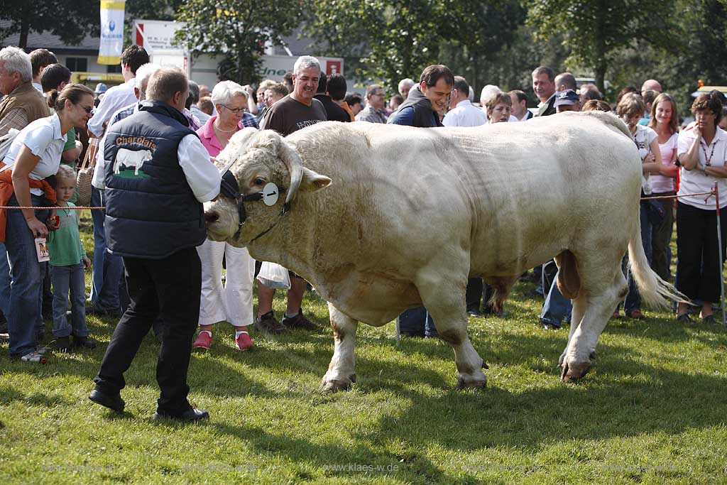 Eslohe, Reiste, Hochsauerlandkreis, Reister Markt, Tierschau, Charolais Bulle, Sauerland