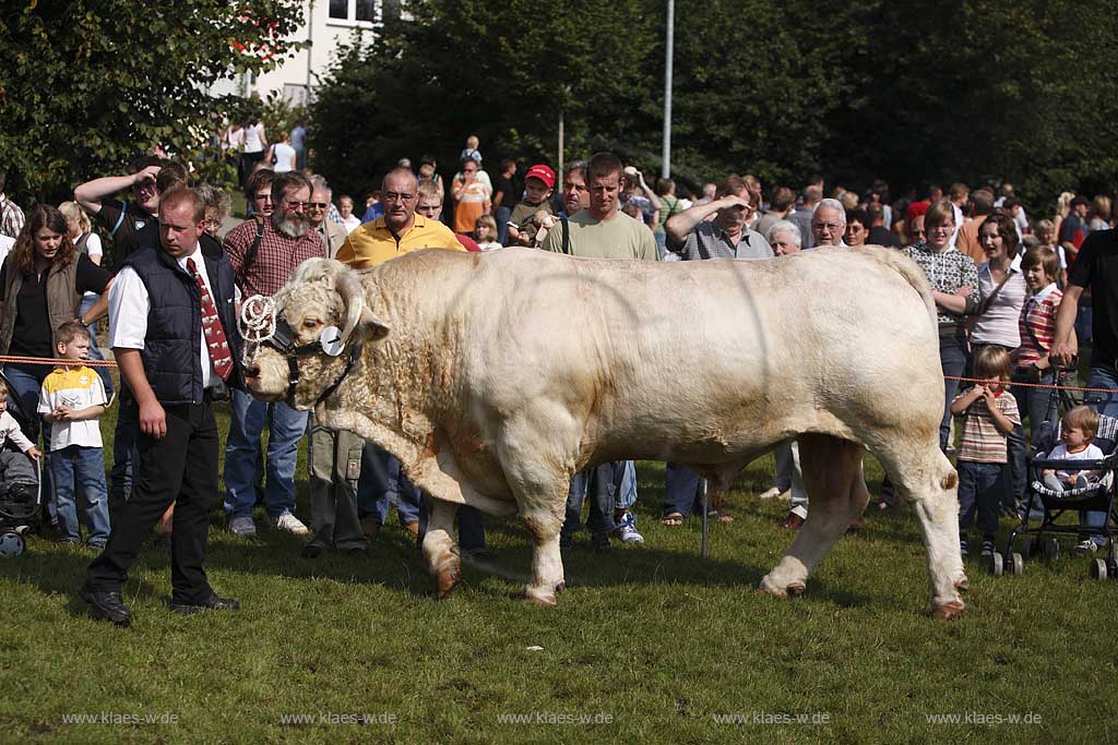 Eslohe, Reiste, Hochsauerlandkreis, Reister Markt, Tierschau, Charolais Bulle, Sauerland