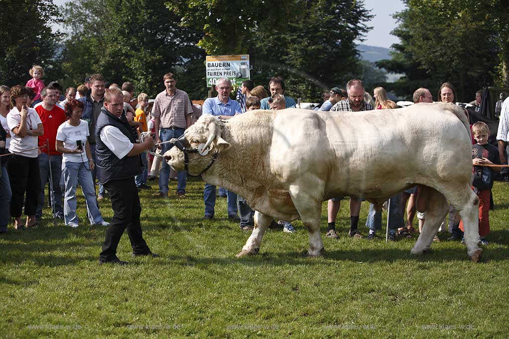 Eslohe, Reiste, Hochsauerlandkreis, Reister Markt, Tierschau, Charolais Bulle, Sauerland