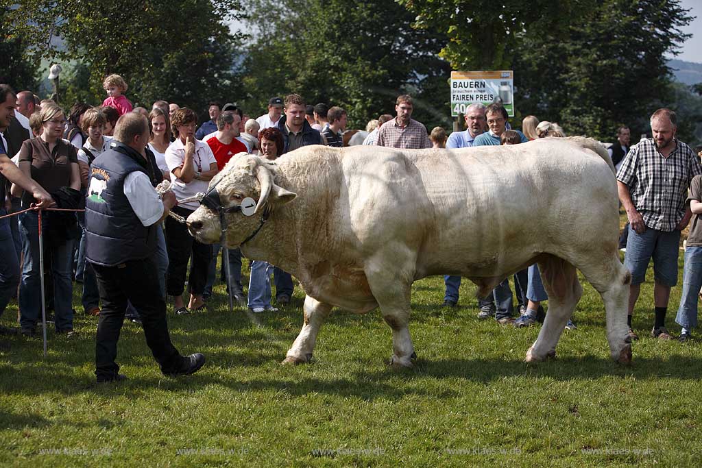 Eslohe, Reiste, Hochsauerlandkreis, Reister Markt, Tierschau, Charolais Bulle, Sauerland