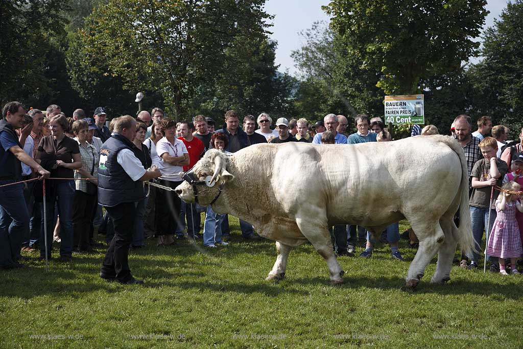 Eslohe, Reiste, Hochsauerlandkreis, Reister Markt, Tierschau, Charolais Bulle, Sauerland