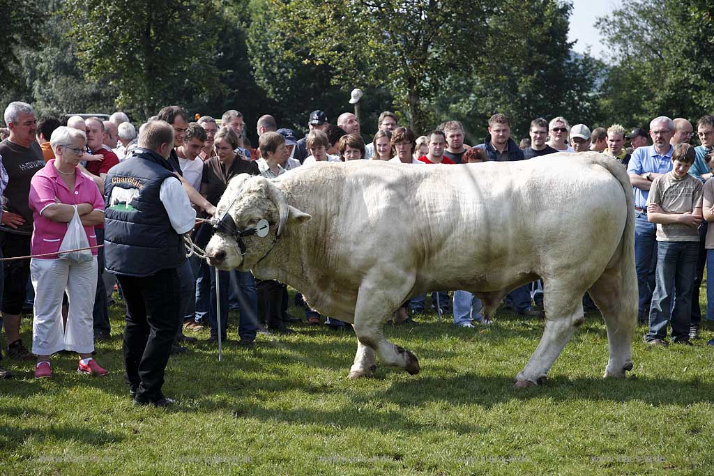 Eslohe, Reiste, Hochsauerlandkreis, Reister Markt, Tierschau, Charolais Bulle, Sauerland