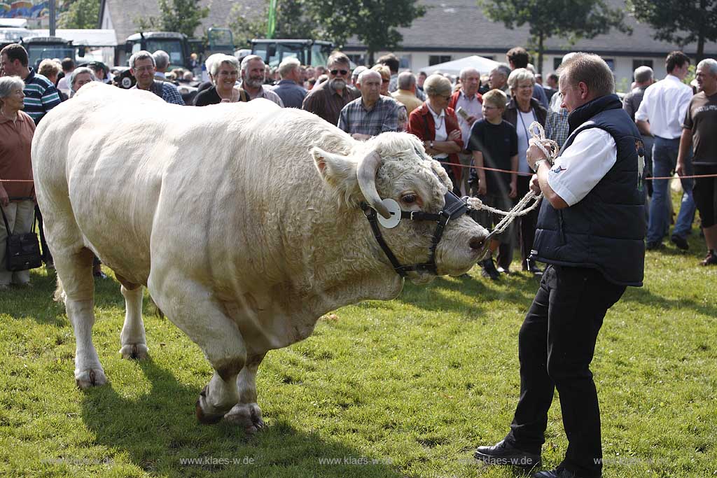 Eslohe, Reiste, Hochsauerlandkreis, Reister Markt, Tierschau, Charolais Bulle, Sauerland