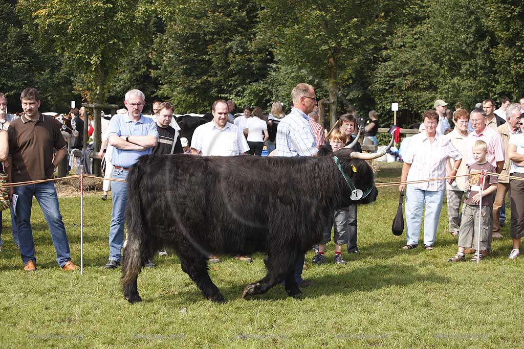 Eslohe, Reiste, Hochsauerlandkreis, Reister Markt, Tierschau, Bulle, Welsh black, Sauerland