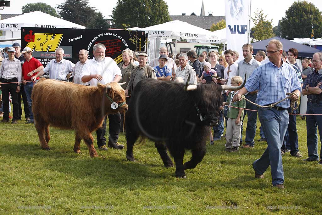 Eslohe, Reiste, Hochsauerlandkreis, Reister Markt, Tierschau, Highland Rind, Sauerland