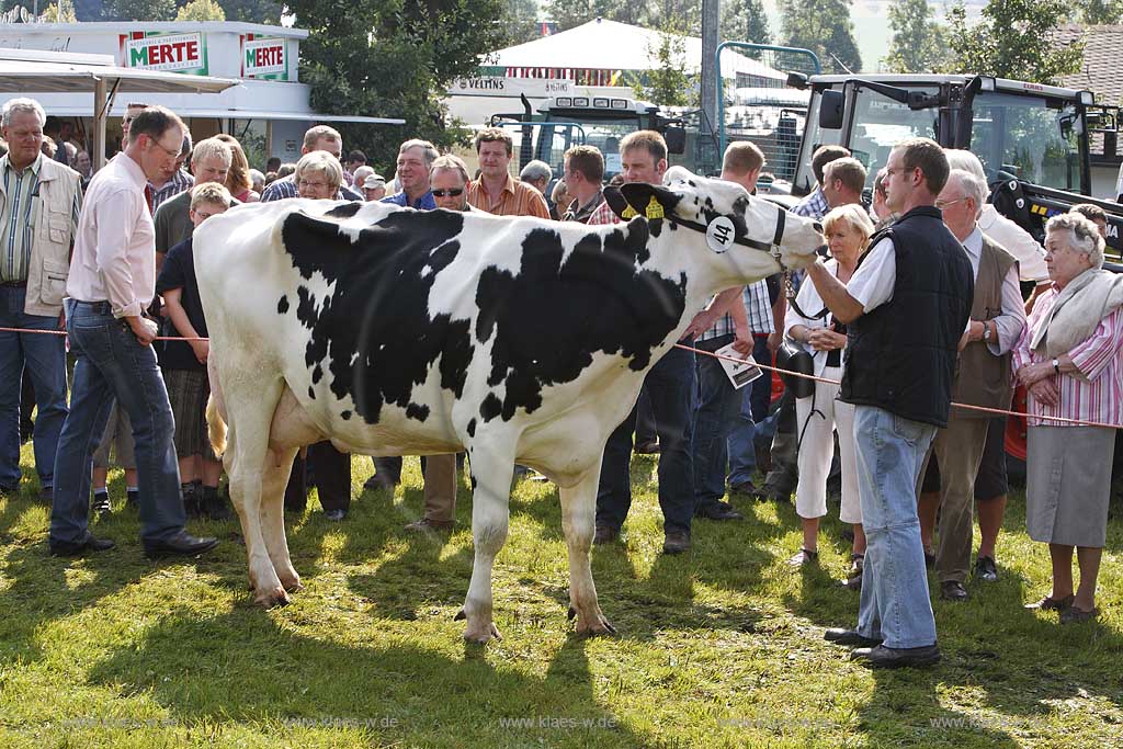 Eslohe, Reiste, Hochsauerlandkreis, Reister Markt, Tierschau, Kuh, Khe, Kuehe, Sauerland