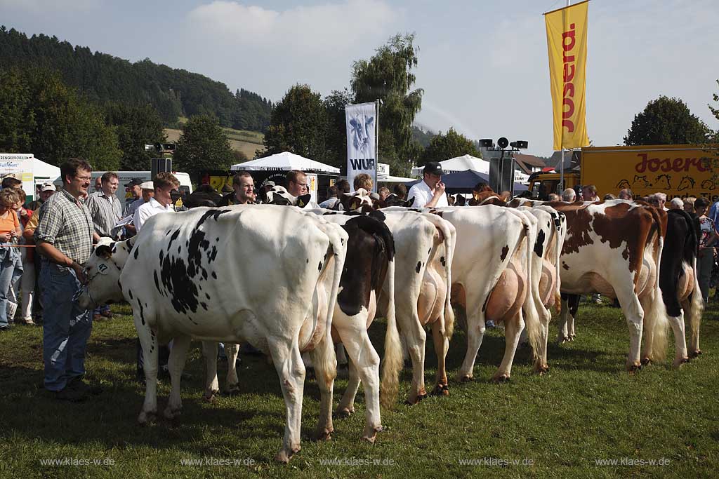 Eslohe, Reiste, Hochsauerlandkreis, Reister Markt, Tierschau, Khe, Kuehe, Sauerland