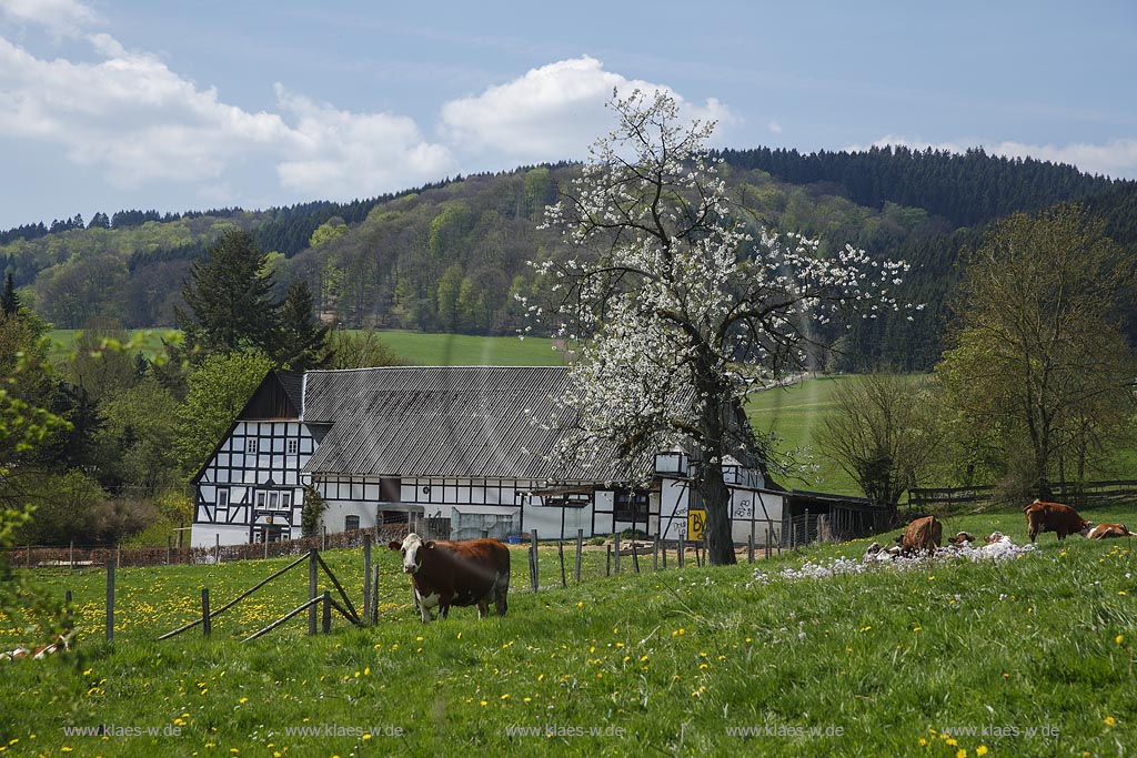 Eslohe Wenholthausen, Bauernhof, Fachwerkhof mit Weide, Kuehe, Rotbunte, in Fruehlingslandschaft; Eslohe Wenholthausen, farm, half-timber yard with farmland and cows in spring landscape.