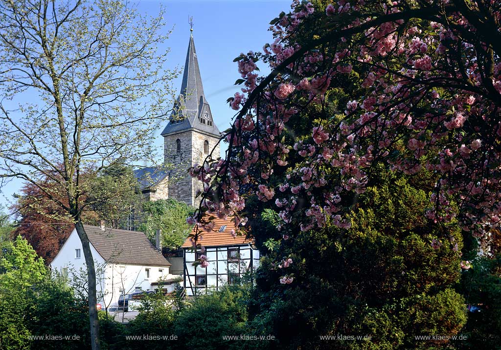 Hemer, Maerkischer Kreis, Mrkischer Kreis, Blick auf Kirche und Fachwerk durch Kirschbluete, Kirschblte, Sauerland