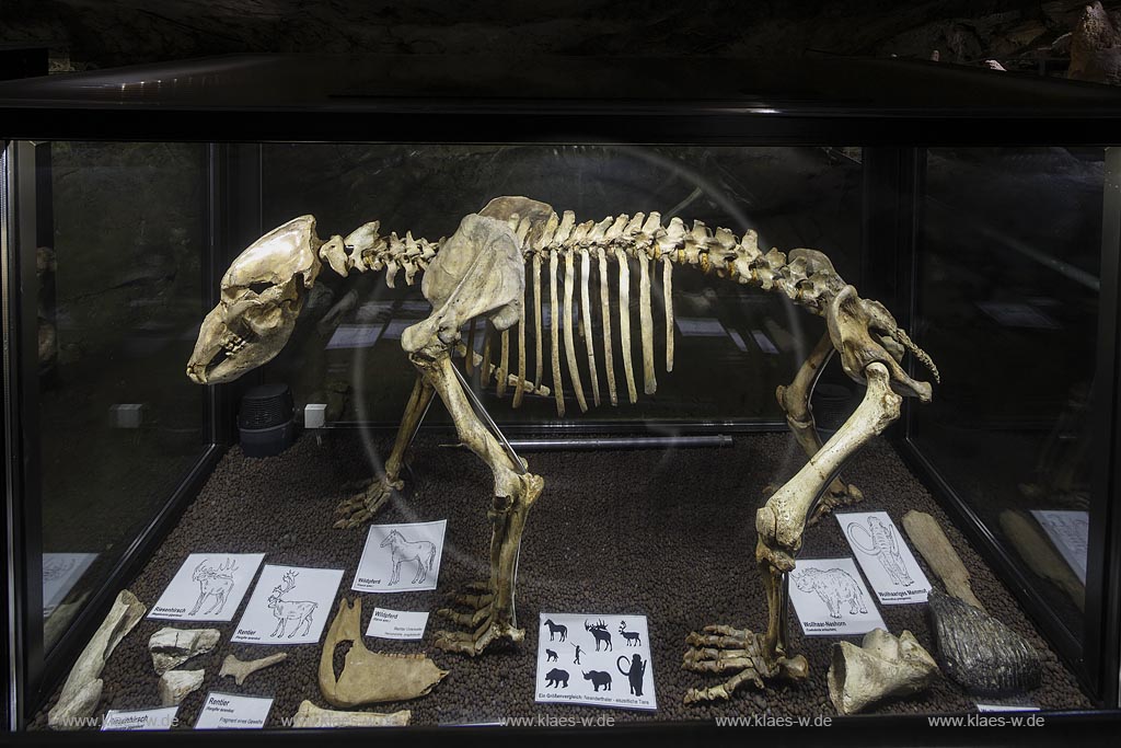 Hemer-Sundwig, Hoehlenbaerskelett in der "Heinrichshoehle", die ca. 320m lange Tropfsteinhoehle ist Teil des "Perick-Hoehlensystems"; Hemer-Sundwig, cave bear skeleton in the "Heinrichshoehle", the flowstone cave with a length of about 320m is part of the "Perick-Cave system".