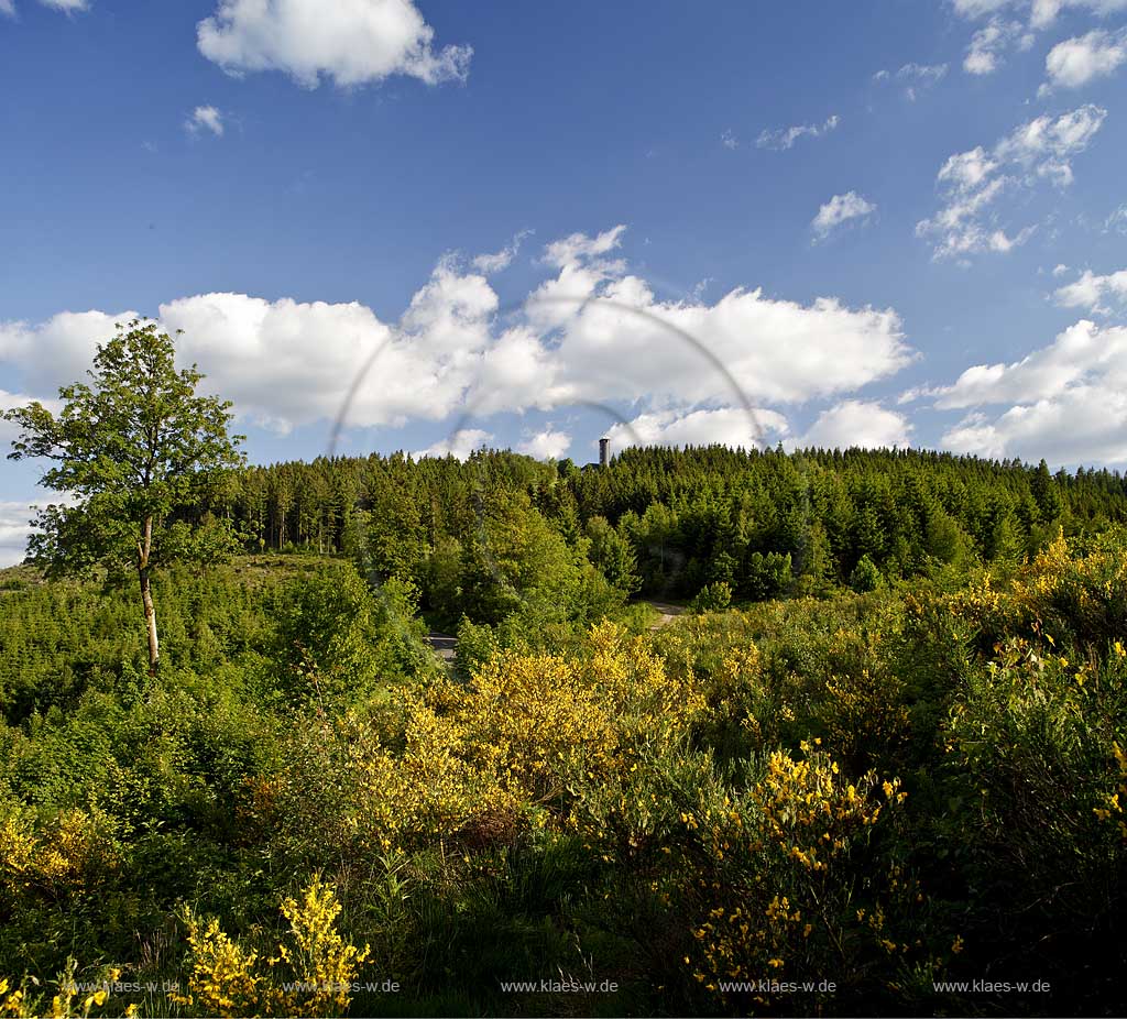 Lennestadt Blick zum Aussichtsturm Hohe Bracht mit Kumuluswolken in bluehender Ginsterlandschaft; View to look-out Hohe Bracht with blue sky and cumulus clouds and bloom gorse, furze in flower