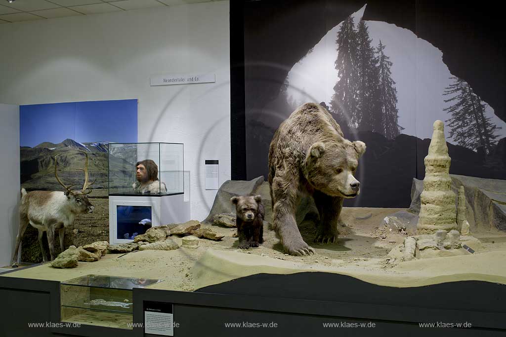 Iserlohn, Maerkischer Kreis, Mrkischer Kreis, Deutsches Hoehlenmuseum, Hhlenmuseum, Blick auf Hoehlenbaer, Hhlenbr, mit Jungbaer, Jungbr, Sauerland