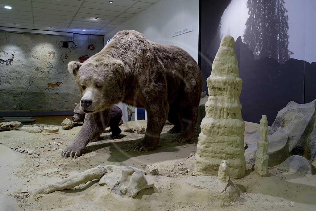 Iserlohn, Maerkischer Kreis, Mrkischer Kreis, Deutsches Hoehlenmuseum, Hhlenmuseum, Blick auf Hoehlenbaer, Hhlenbr, mit Jungbaer, Jungbr, Sauerland