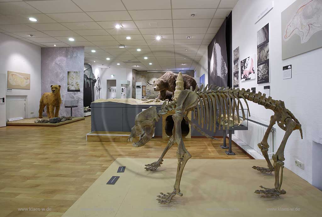 Iserlohn, Maerkischer Kreis, Mrkischer Kreis, Deutsches Hoehlenmuseum, Hhlenmuseum, Blick auf Skelett von Hoehlenbaer, Hhlenbr, Sauerland