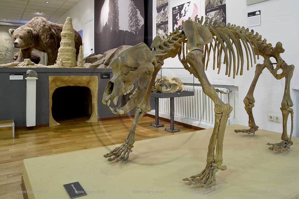 Iserlohn, Maerkischer Kreis, Mrkischer Kreis, Deutsches Hoehlenmuseum, Hhlenmuseum, Blick auf Skelett von Hoehlenbaer, Hhlenbr, Sauerland