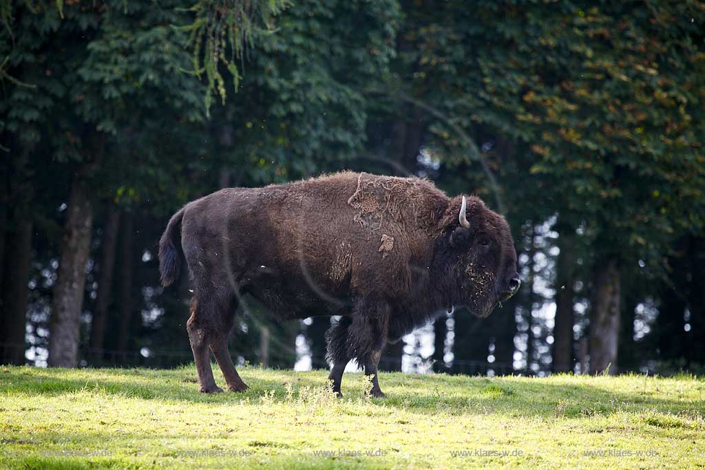 Kirchhundem, Oberhundem, Kreis Olpe, Panoramapark, Panorama Park, Blick auf Bison, Sauerland