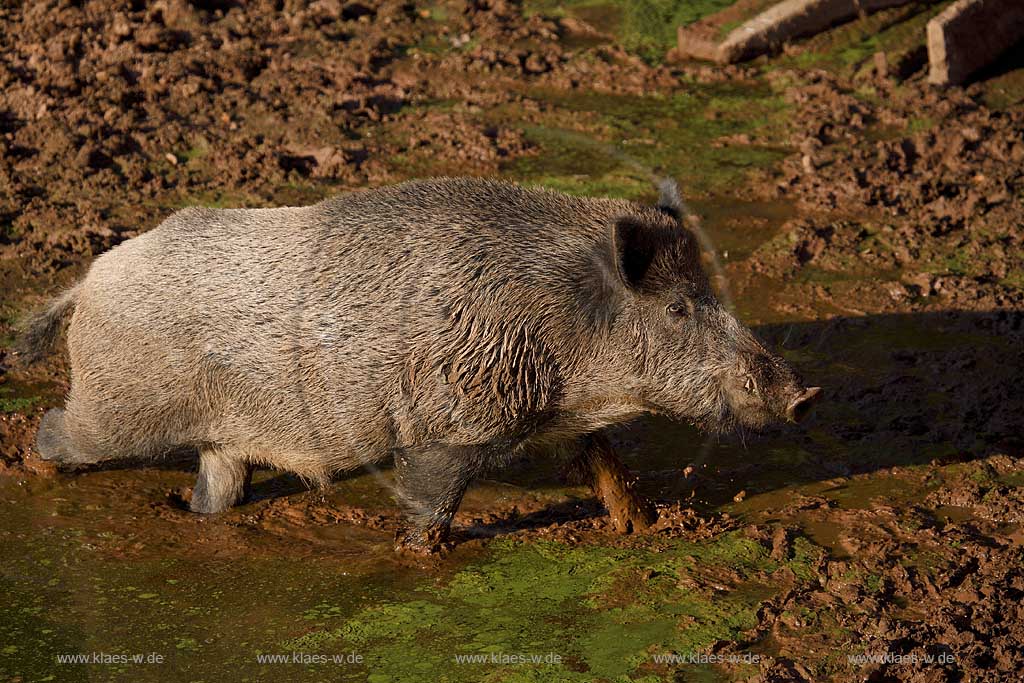 Kirchhundem, Oberhundem, Kreis Olpe, Panoramapark, Panorama Park, Blick auf Wildschwein, Sauerland