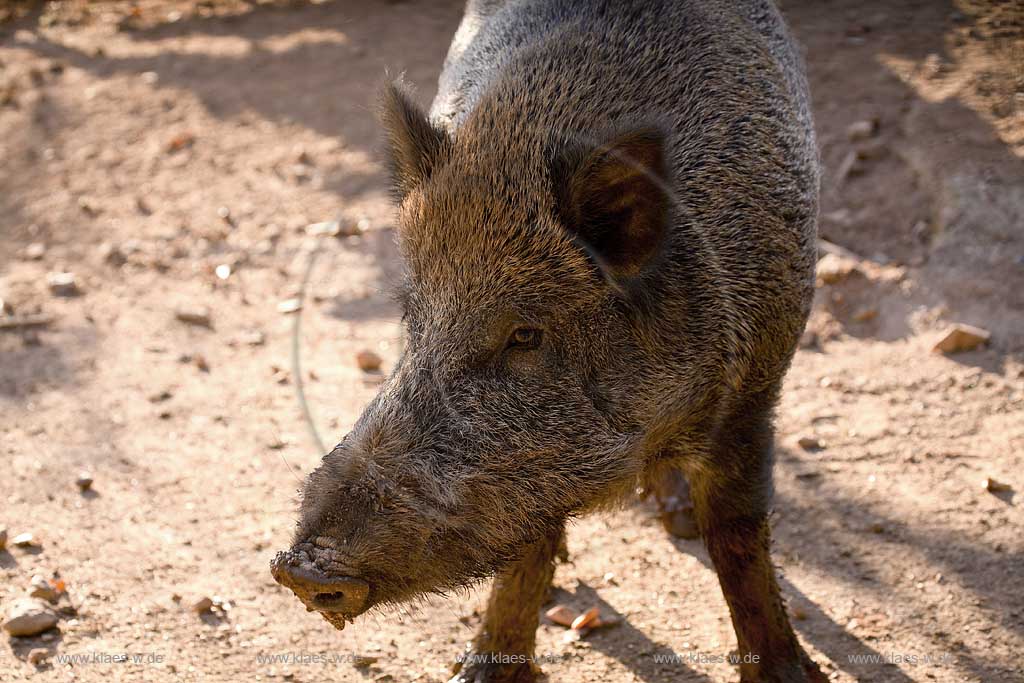 Kirchhundem, Oberhundem, Kreis Olpe, Panoramapark, Panorama Park, Blick auf Wildschwein, Sauerland