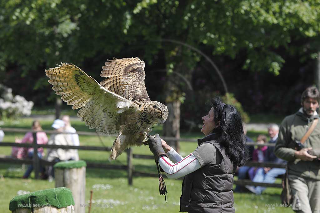 Kirchundem Oberhundem Panorama Park Wildpark Sauerland Greifvogel Flugschau  Falknerin mit Uhu auf Handschuh sitzend;  Wildlife park bird of prey airshow falconer with eagle owl sitting on the glove