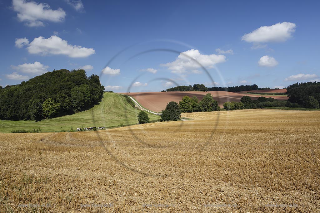 Marsberg Canstein, Huegellandschaft mit Feld, Weide und Acker; Marsberg Canstein, rolling country landscape.