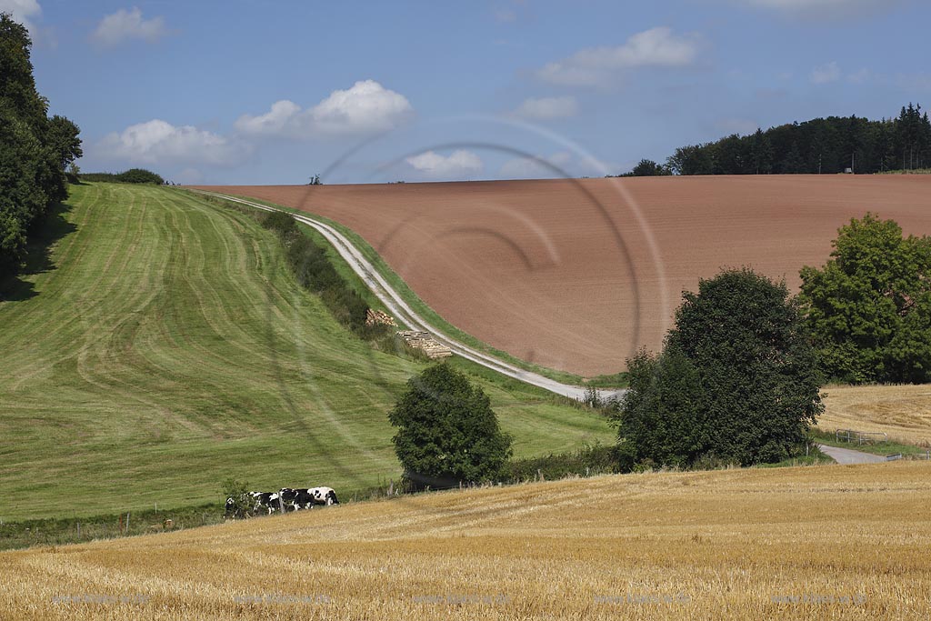 Marsberg Canstein, Huegellandschaft mit Feld, Weide und Acker; Marsberg Canstein, rolling country landscape.