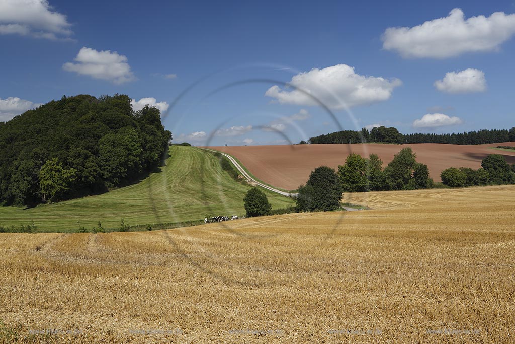 Marsberg Canstein, Huegellandschaft mit Feld, Weide und Acker; Marsberg Canstein, rolling country landscape.