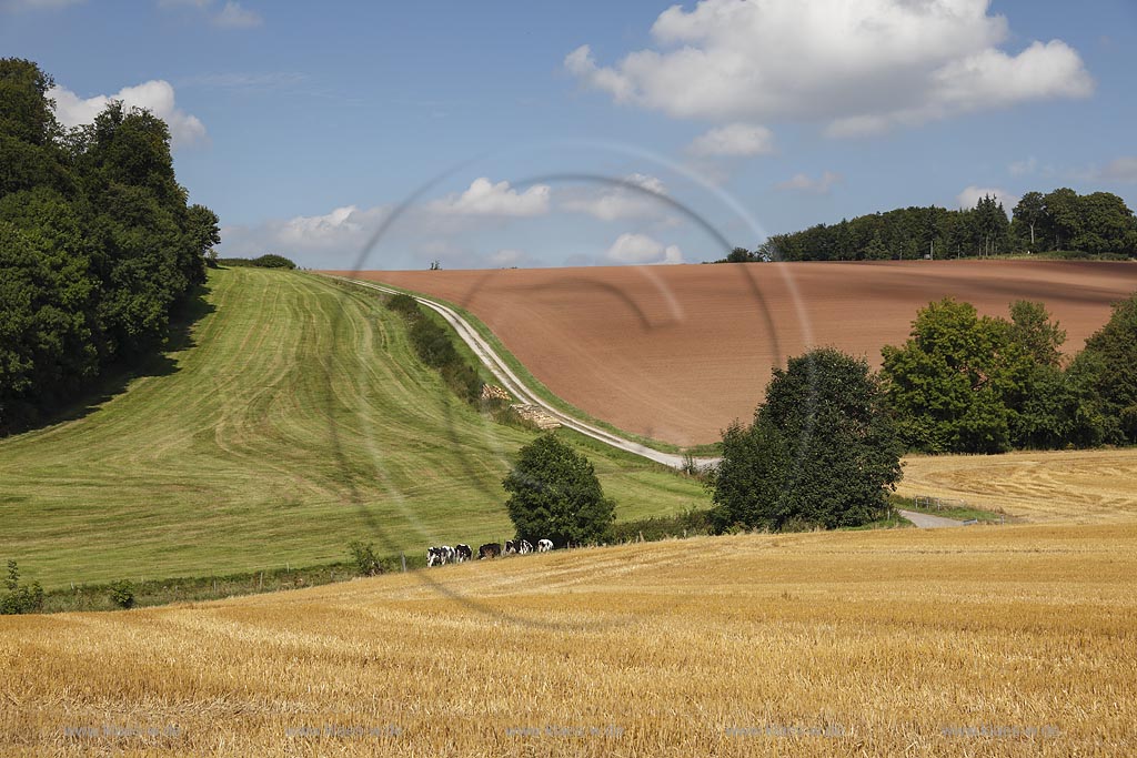 Marsberg Canstein, Huegellandschaft mit Feld, Weide und Acker; Marsberg Canstein, rolling country landscape.