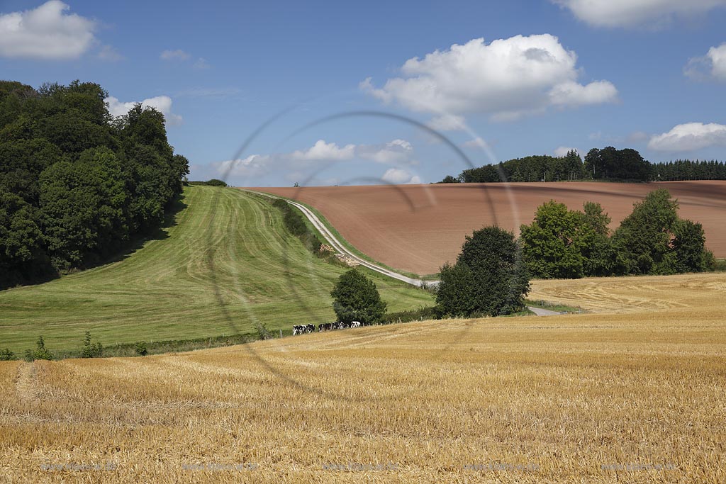 Marsberg Canstein, Huegellandschaft mit Feld, Weide und Acker; Marsberg Canstein, rolling country landscape.