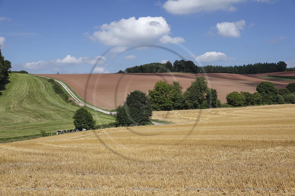 Marsberg Canstein, Huegellandschaft mit Feld, Weide und Acker; Marsberg Canstein, rolling country landscape.