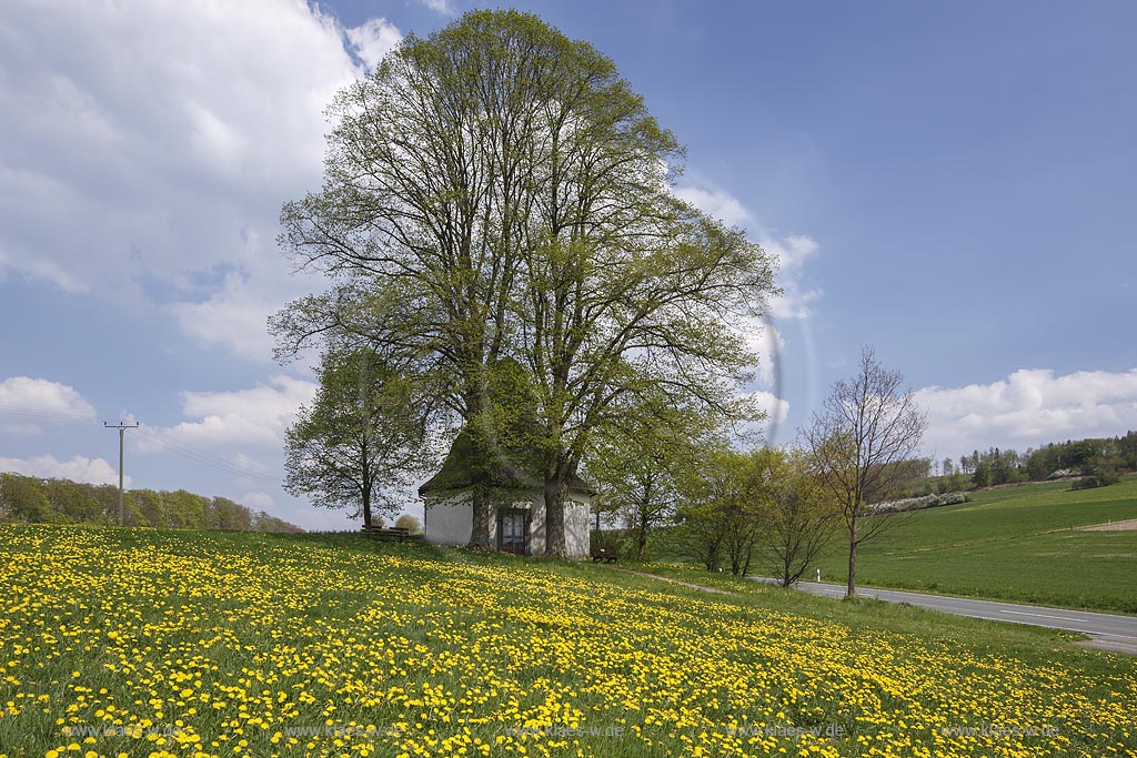 Meschede Calle, Schlader Kapelle zwischen zwei Linden mit blattlosen kahlen Aesten im Fruehling, erbaut wurde die Kapelle "Beatae Mariae Virginis" an der Landstrasse von Meschede nach Calle im Jahr 1727 vom Geheimen Rat Friedrich Wilhelm Graf von Westphalen. Der Grundriss der Kapelle ist ein Oktagon, die Kapelle hat eine barocke Haube; Meschede Calle, chapel near Meschede Calle between two trees in spring landscape.