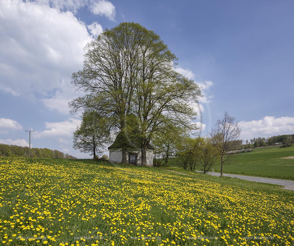 Meschede Calle, Schlader Kapelle zwischen zwei Linden mit blattlosen kahlen Aesten im Fruehling, erbaut wurde die Kapelle "Beatae Mariae Virginis" an der Landstrasse von Meschede nach Calle im Jahr 1727 vom Geheimen Rat Friedrich Wilhelm Graf von Westphalen. Der Grundriss der Kapelle ist ein Oktagon, die Kapelle hat eine barocke Haube; Meschede Calle, chapel near Meschede Calle between two trees in spring landscape.