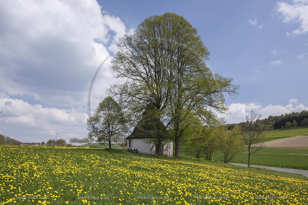 Meschede Calle, Schlader Kapelle zwischen zwei Linden mit blattlosen kahlen Aesten im Fruehling, erbaut wurde die Kapelle "Beatae Mariae Virginis" an der Landstrasse von Meschede nach Calle im Jahr 1727 vom Geheimen Rat Friedrich Wilhelm Graf von Westphalen. Der Grundriss der Kapelle ist ein Oktagon, die Kapelle hat eine barocke Haube; Meschede Calle, chapel near Meschede Calle between two trees in spring landscape.